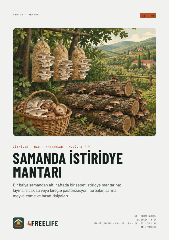 Samanda istiridye mantarı